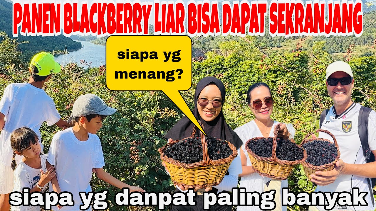 PANEN BLACKBERRY LIAR SAMPAII SEKRANJANG DAN SIAPA YANG PALING DAPAT BANYAK,MAHAL DI  SUPERMARKET LO