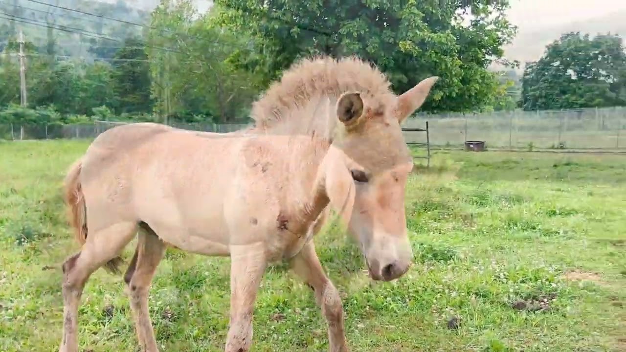 A Przewalski's Horse's Second Chance