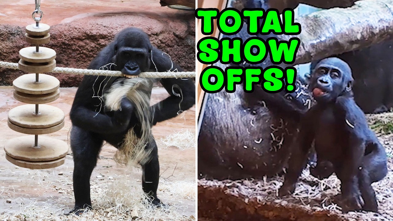 The Funniest Gorilla Show-Offs - They Don't Just Play, They Perform!