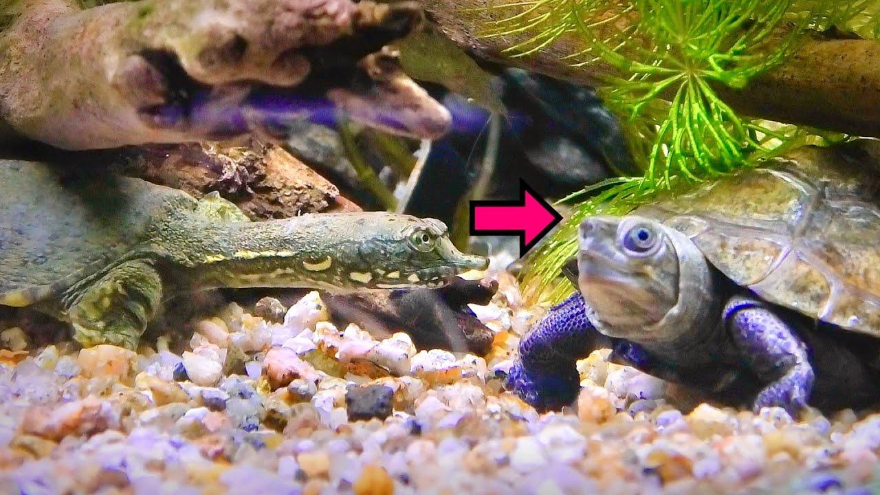 カメ水槽にスッポンを新しく導入したら…