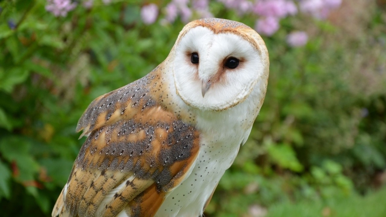 Barn Owl Snowy Owl Great Horned Owl Eurasian Eagle Owl Burrowing Owl  Great Grey Owl  Elf Owl + More
