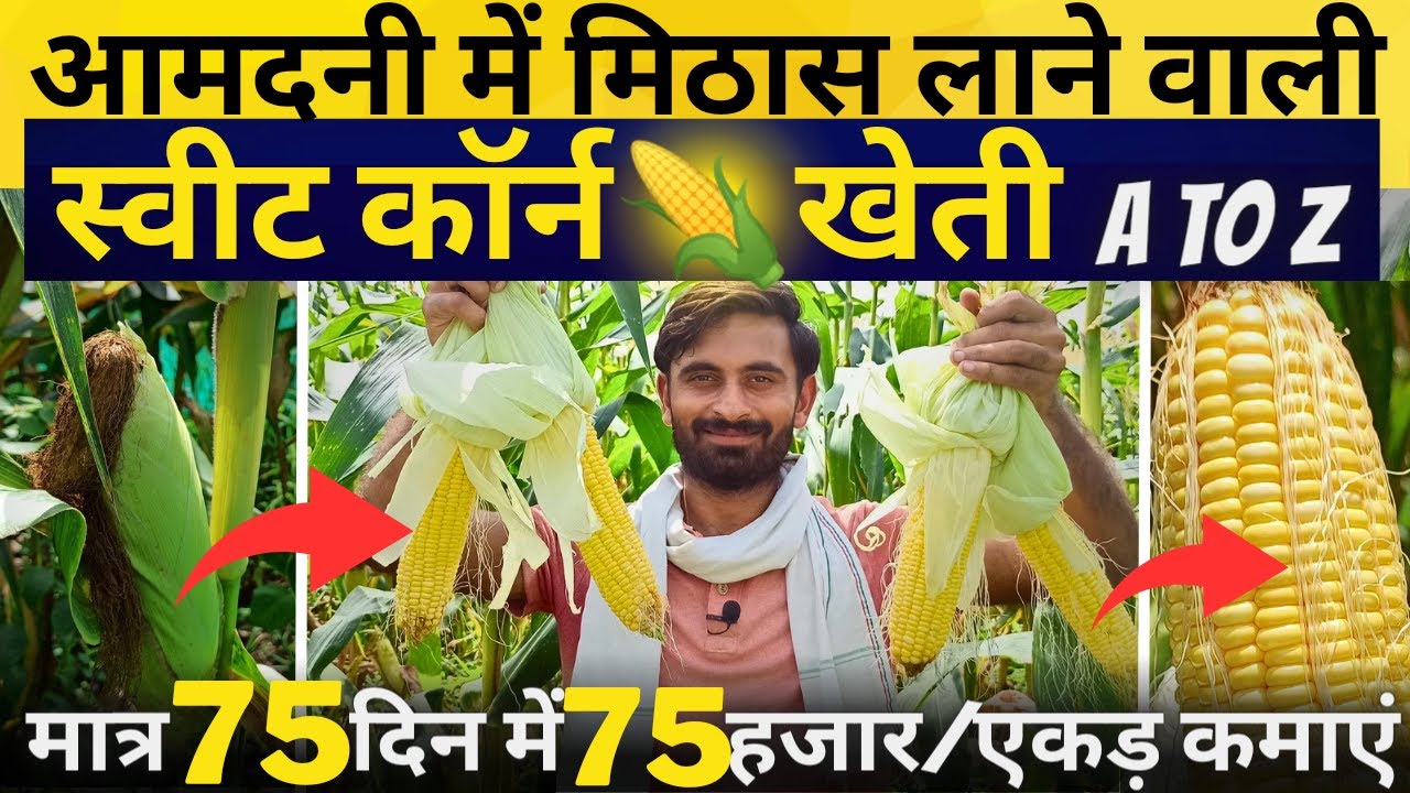 अमेरिकन मक्का🌽खेती की A to Z जानकारी | Sweet corn farming fully explained | Farming तकनीक | #makka