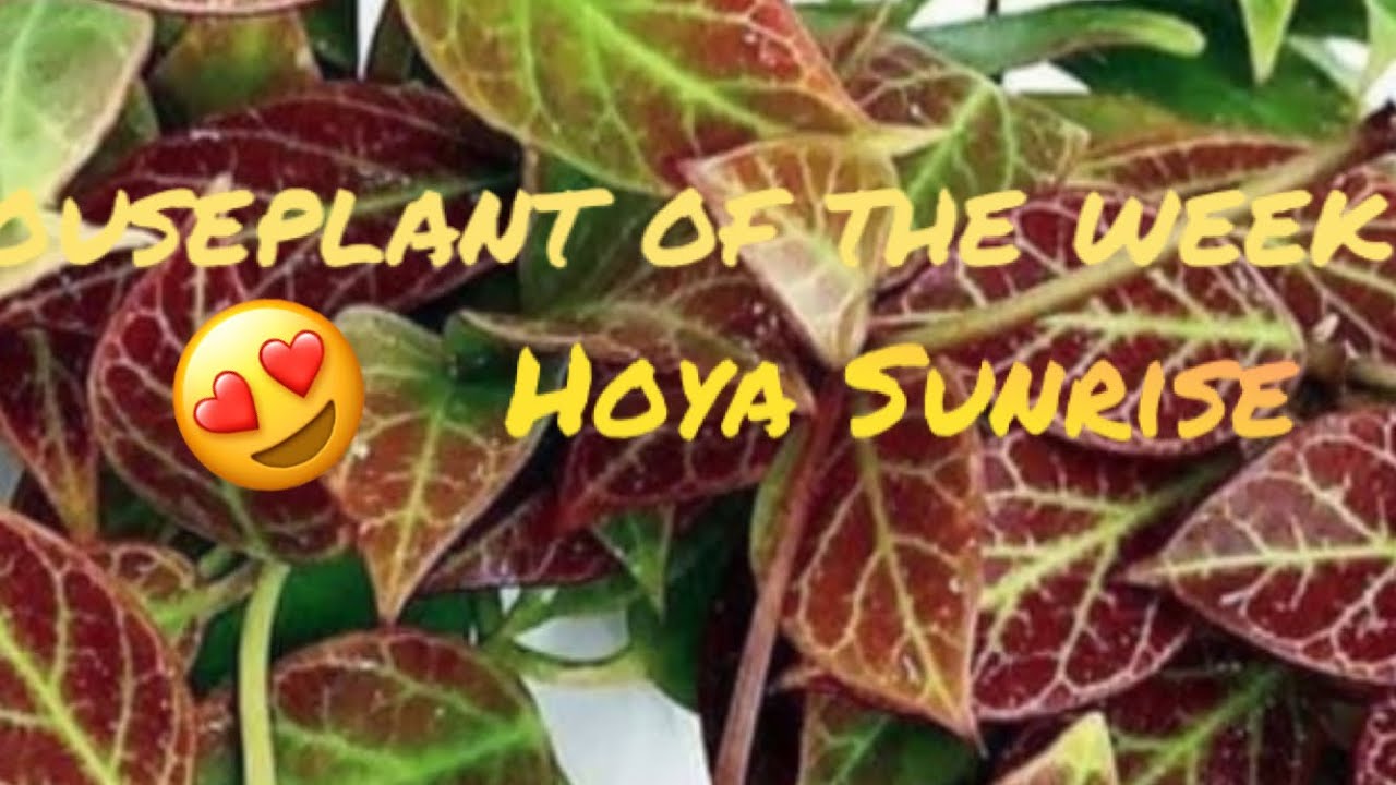 Houseplant of the week, Hoya Sunrise #houseplants #hoya  #LasVegas #hoyasunrise
