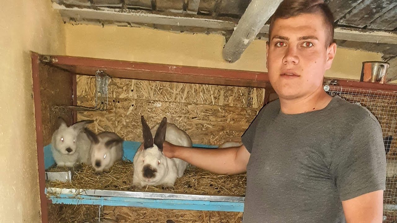 Crescatorie Iepuri  Californian Gabi(LxIepuri)-Braila- Farm Rabbits 2020 Romania-Lapins,kroliki