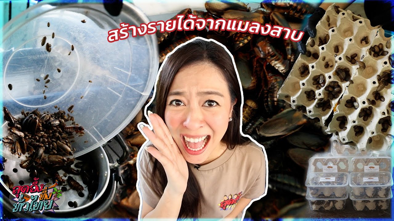 บ้านแมลงสาบ(ดูเบีย) | สุดอึ้งทึ่งทั่วไทย