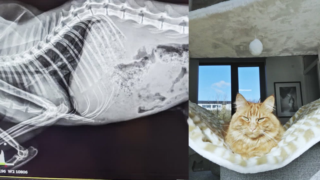 Katten pjuske overlevede at blive skudt med et haglgevær | Dyreinternatet S2E3