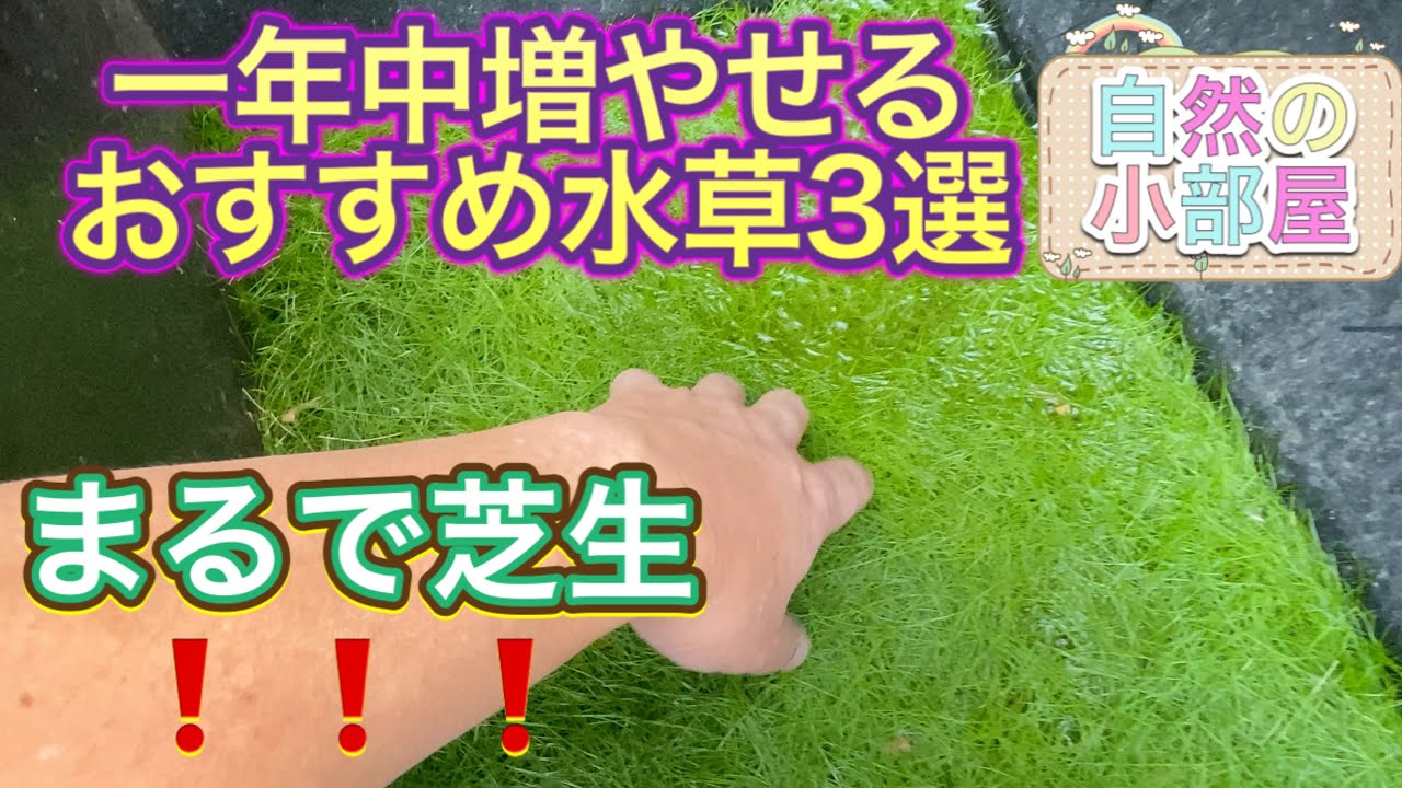【水草を増やす方法】ショートヘア異常繁殖・おすすめ水草3選