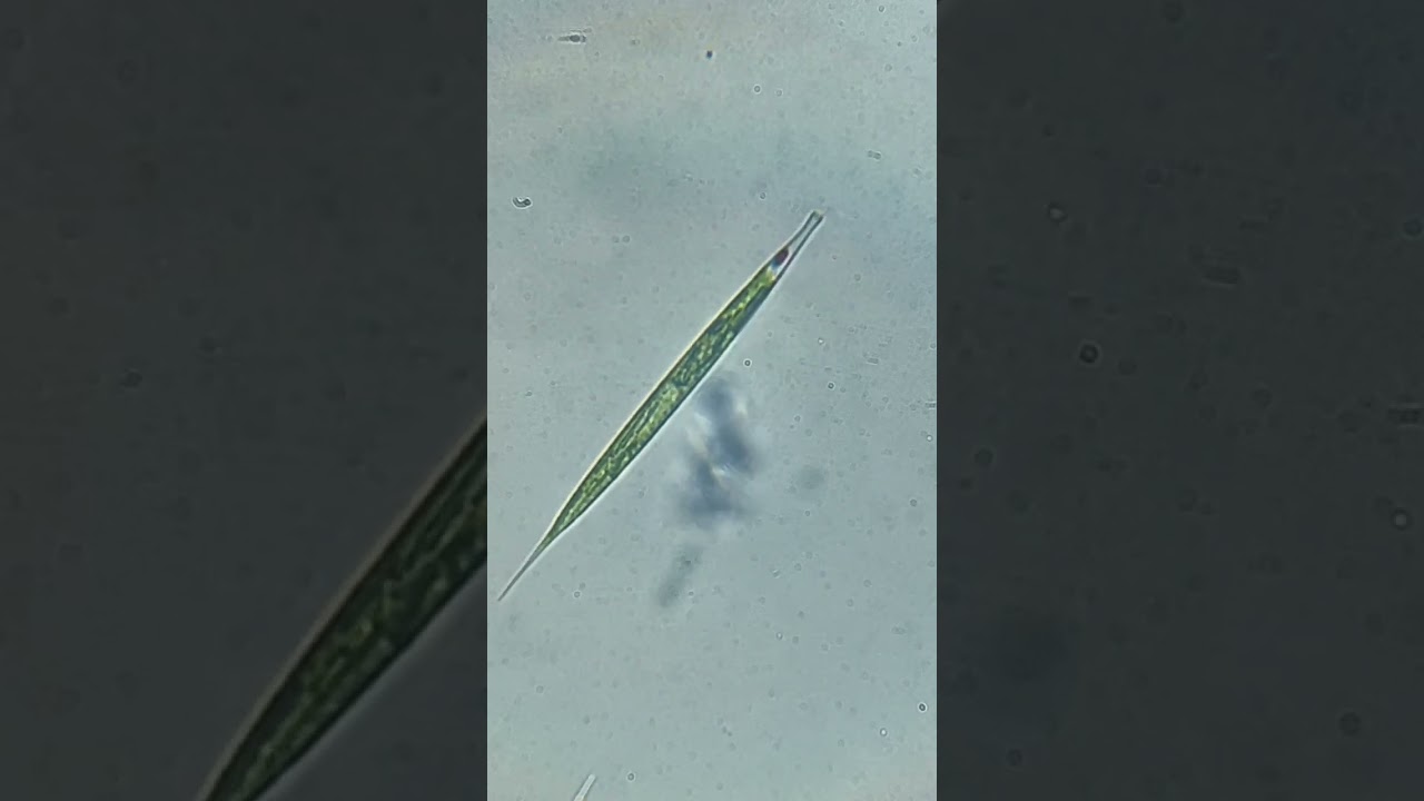#euglena #unicellular #biology #lifescience #pondwater #protist #protozoa