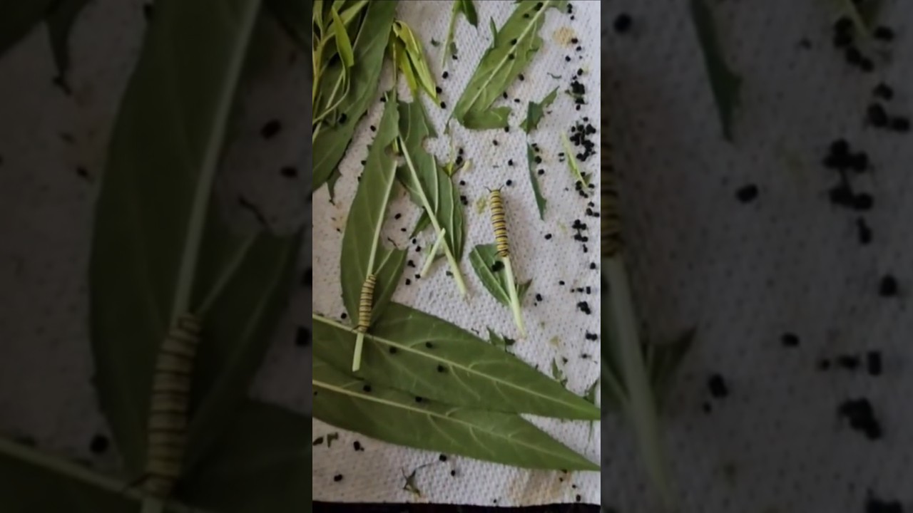 How to Care for Monarch Butterfly and Monarch Caterpillars - The Best Milkweed