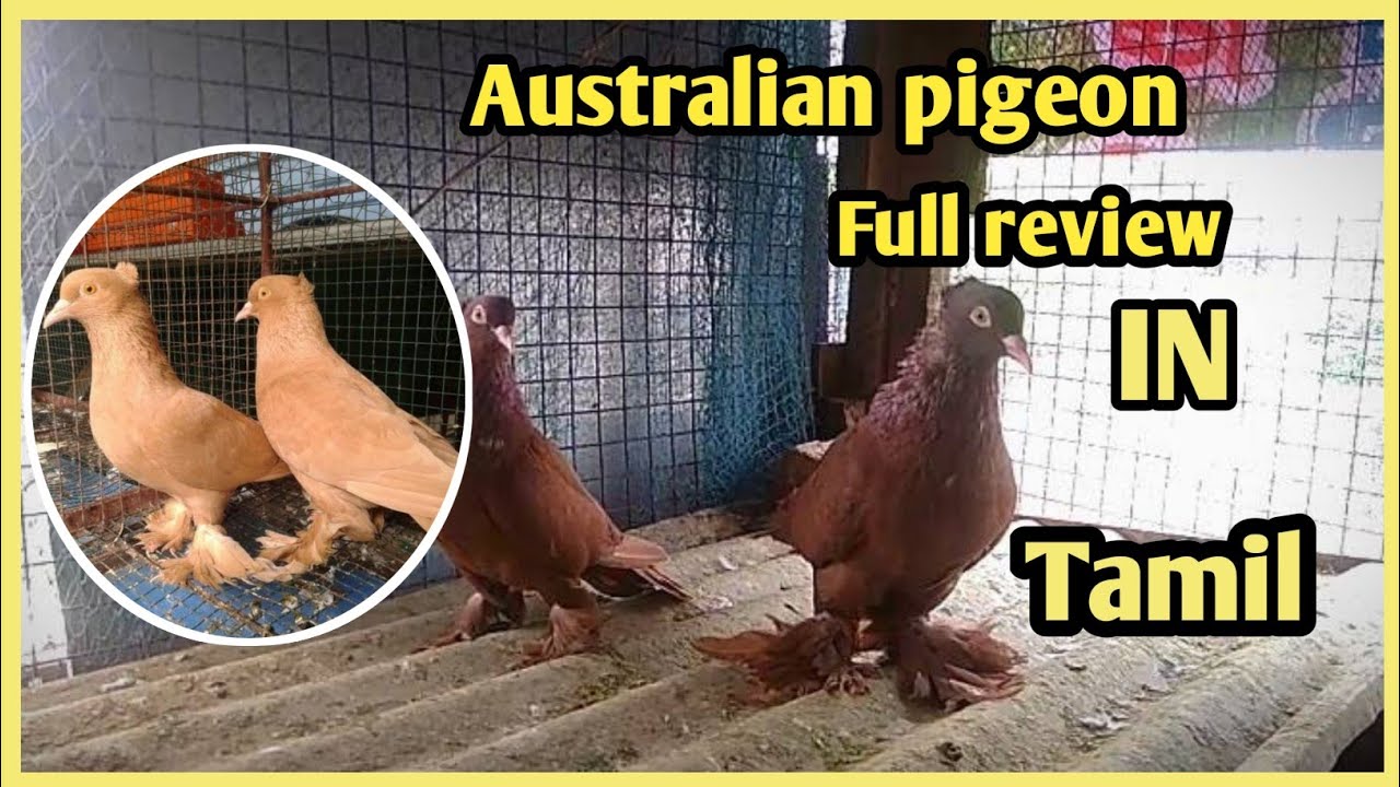 /Australian pigeon full review/Bourbon pigeon good quality bird/Australian pura epdi vagga vendum