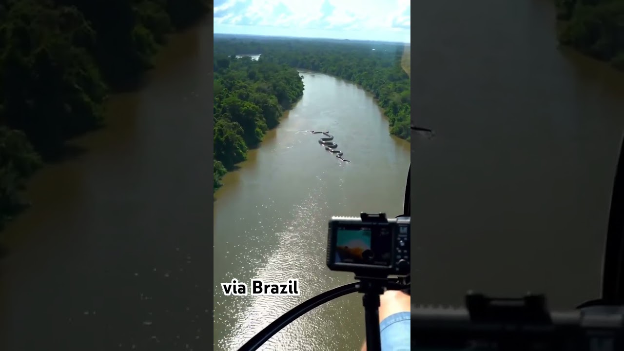 Anaconda in Brazil #brazil #anaconda #snakevideo #snake #rainforest #amazon #amazonrainforest