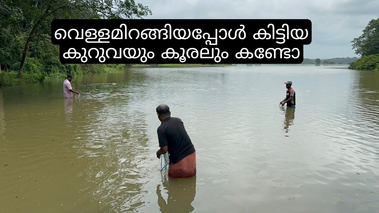 വെള്ളം തിരിച്ചിറങ്ങിയപ്പോൾ കിട്ടിയ കൂരലും കുറുവയും | kerala village river fishing | net fishing