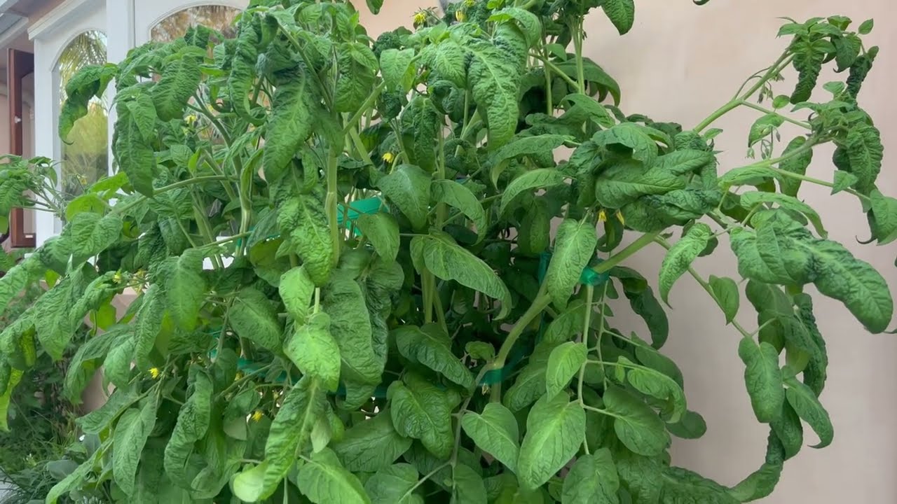 Tomato Brandy Boy, Better Boy, Roma, Tomato Delicious, Huskey Cherry Tour (54 Plants)