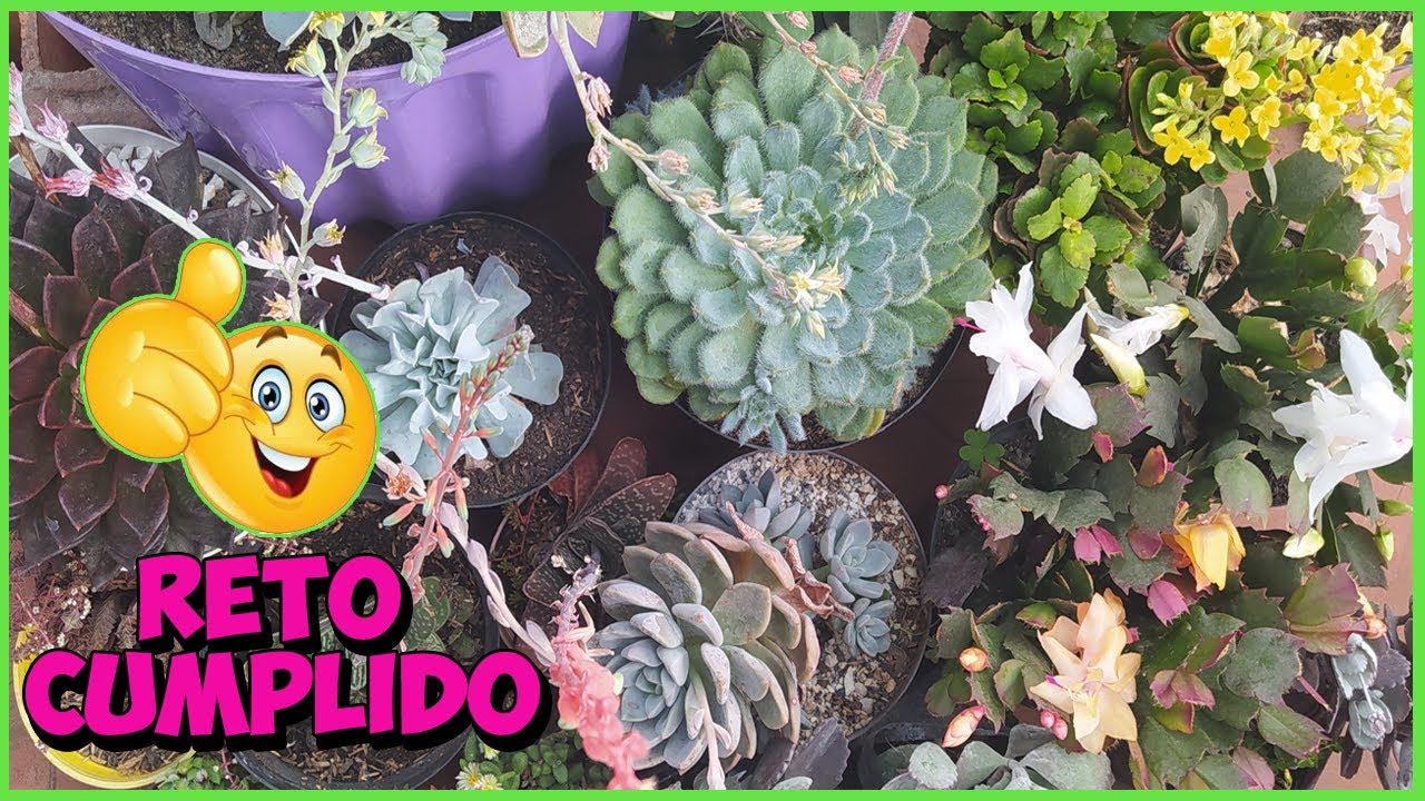 10 SUCULENTAS Florecidas - El reto que hizo HUERTINGA, ALMA CACTUSERA, CANDYBU, CATTUCITO 