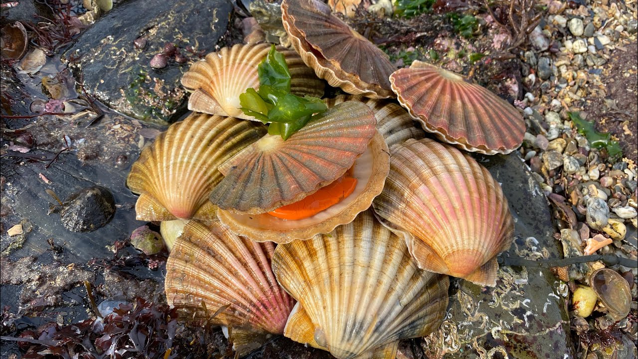 Coastal Foraging for Scallops - Cockles, Clams and Crabs - Delicious Beach Cook up