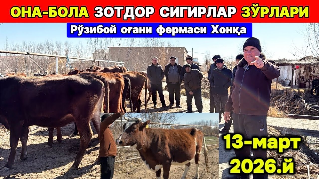ОНА БОЛА ВА БЎҒОЗ СИГИРЛАР ЗЎРЛАРИ ЧИҚДИ Рўзибой оға Хонқа 13-марта 2026 г.
