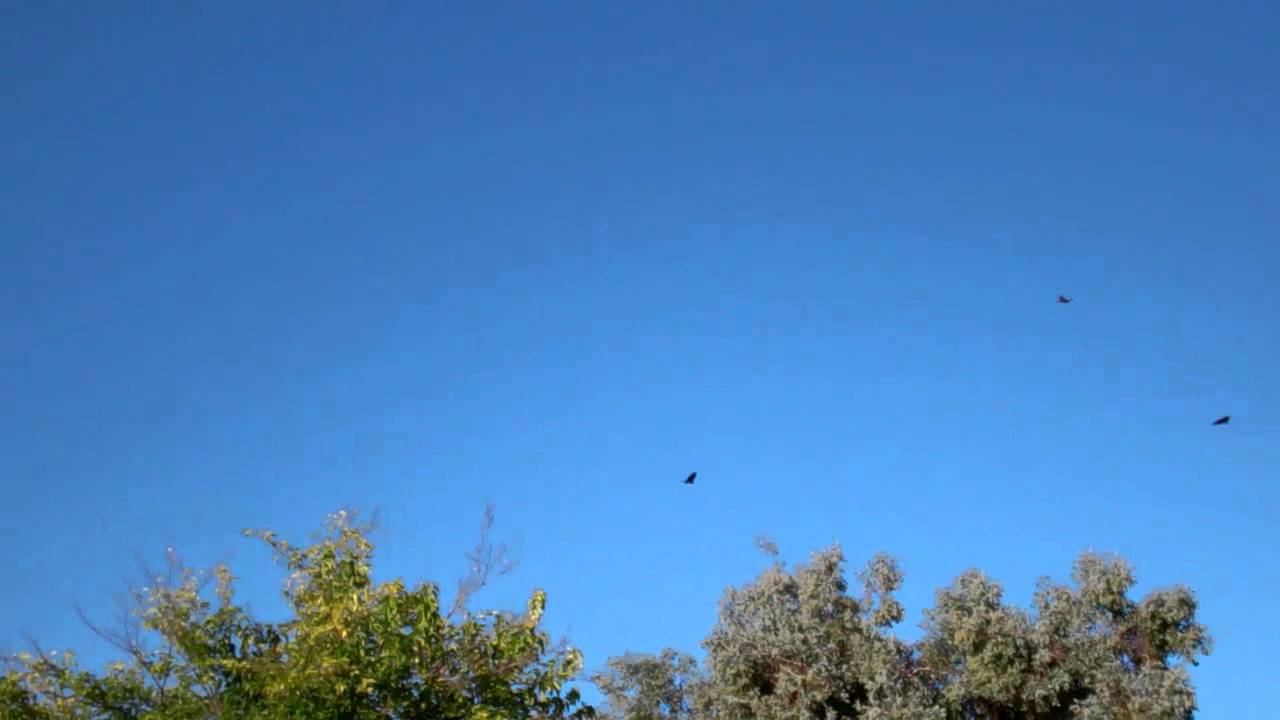 Birds Dance
