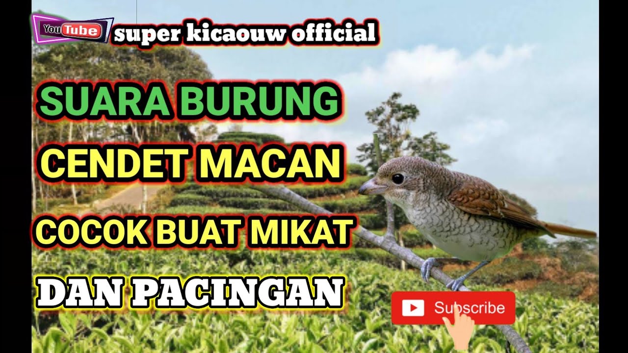 SUARA..pancingan burung cendet macan cocok buat pikat