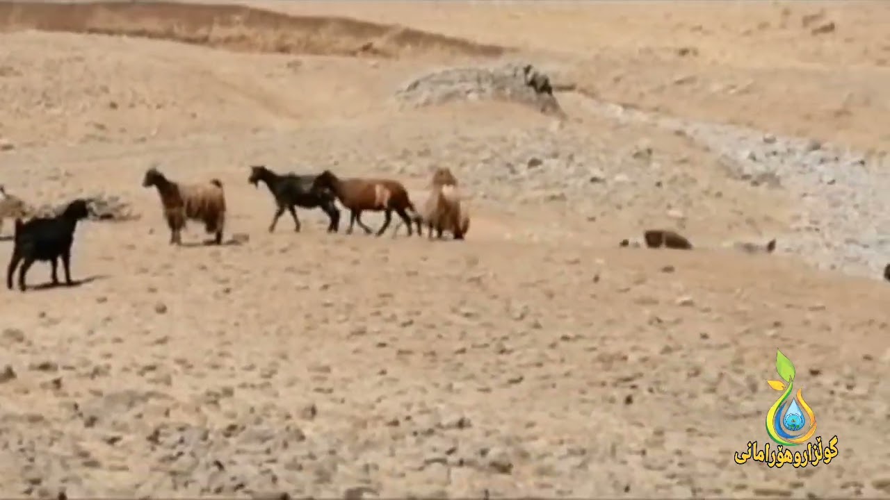 هەوری لەملماموسا حەمە حسین کیمنەی