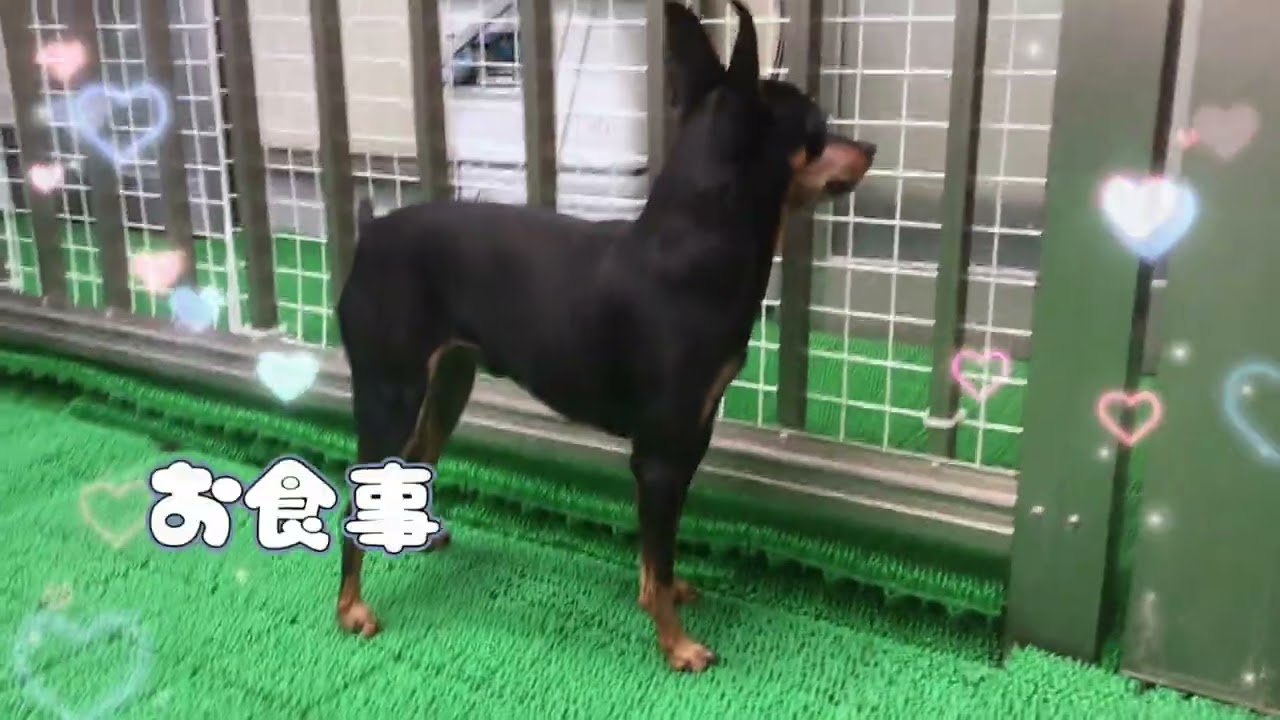 20260320　ダックペットサービス　朝のわんこ達