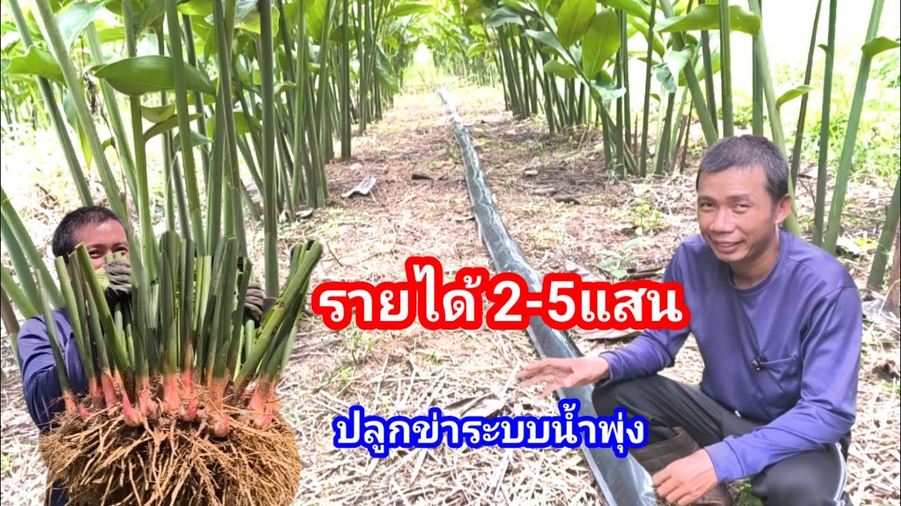 กลับมาอยู่บ้านสร้างรายได้จากการปลูกข่าแดงใหญ่เกษตร ทำเงินปีละ 2-5แสน บาท คุ้มจริงๆ