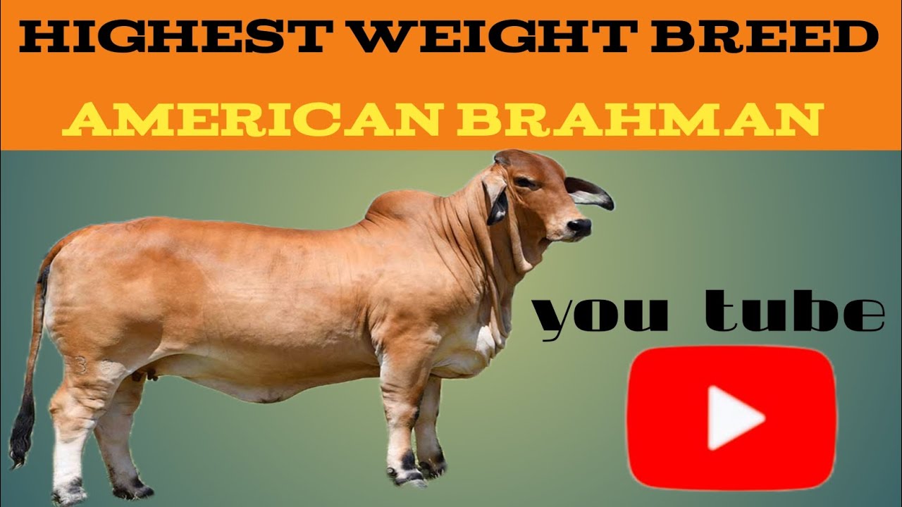 The Unstoppable American Brahman: A Story of Strength, Resilience, and Livestock Revolution