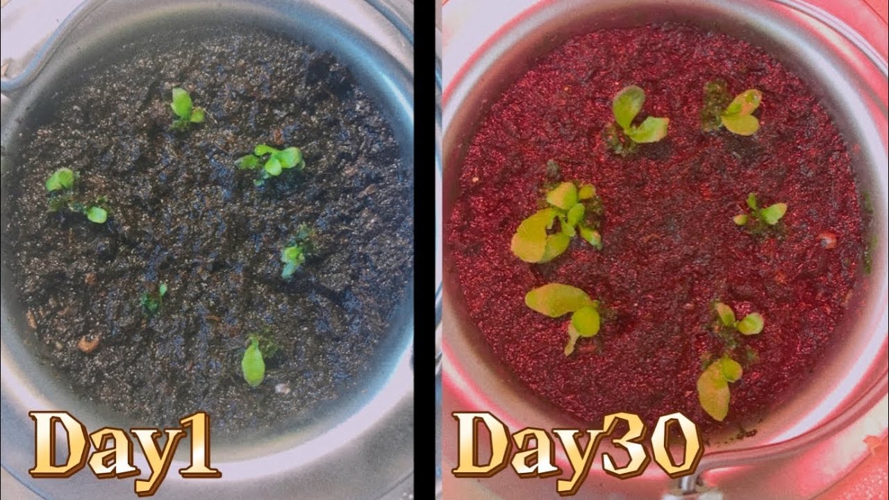 799円の植物育成ライトでビカクシダを増やす【胞子培養】株分けではないスペーシング【自宅園芸】