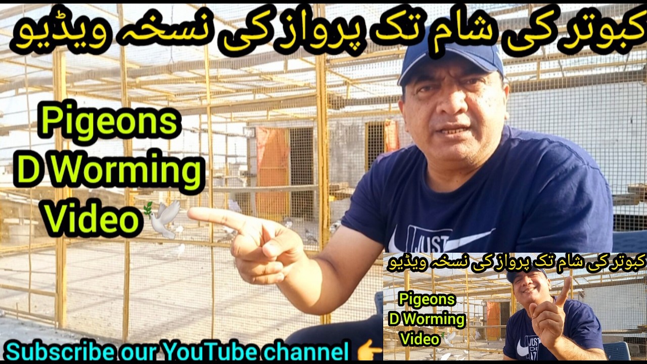 Kabootar ki sham tak parwaz ka nuskha | D Worming Pigeons video