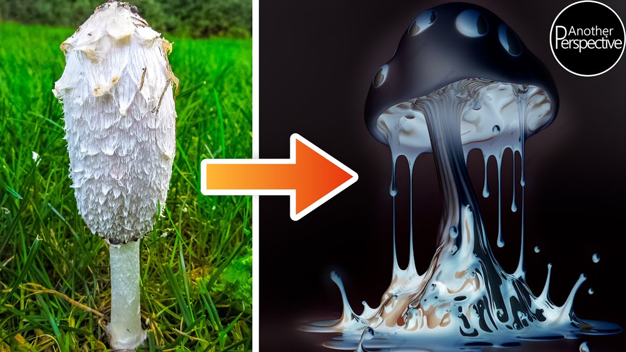 Zerfließende Pilze | Schopftintling Time Lapse