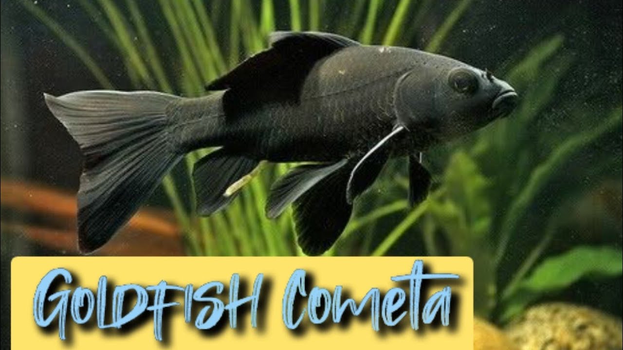 Documental Goldfish Cometa