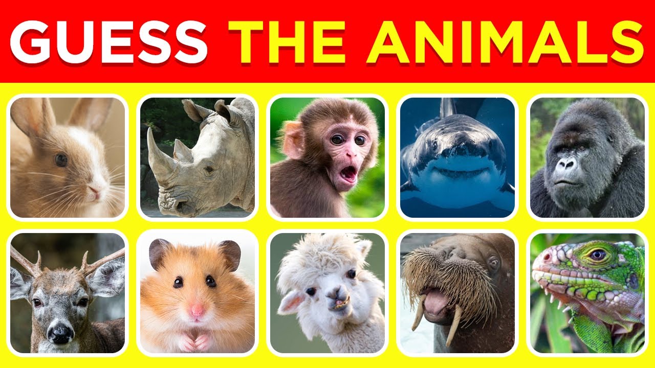 Guess The Animal By Shadow Animal | Guess The Animal Quiz 🐼🦁🐤 🐨🐰 Quiz Shift