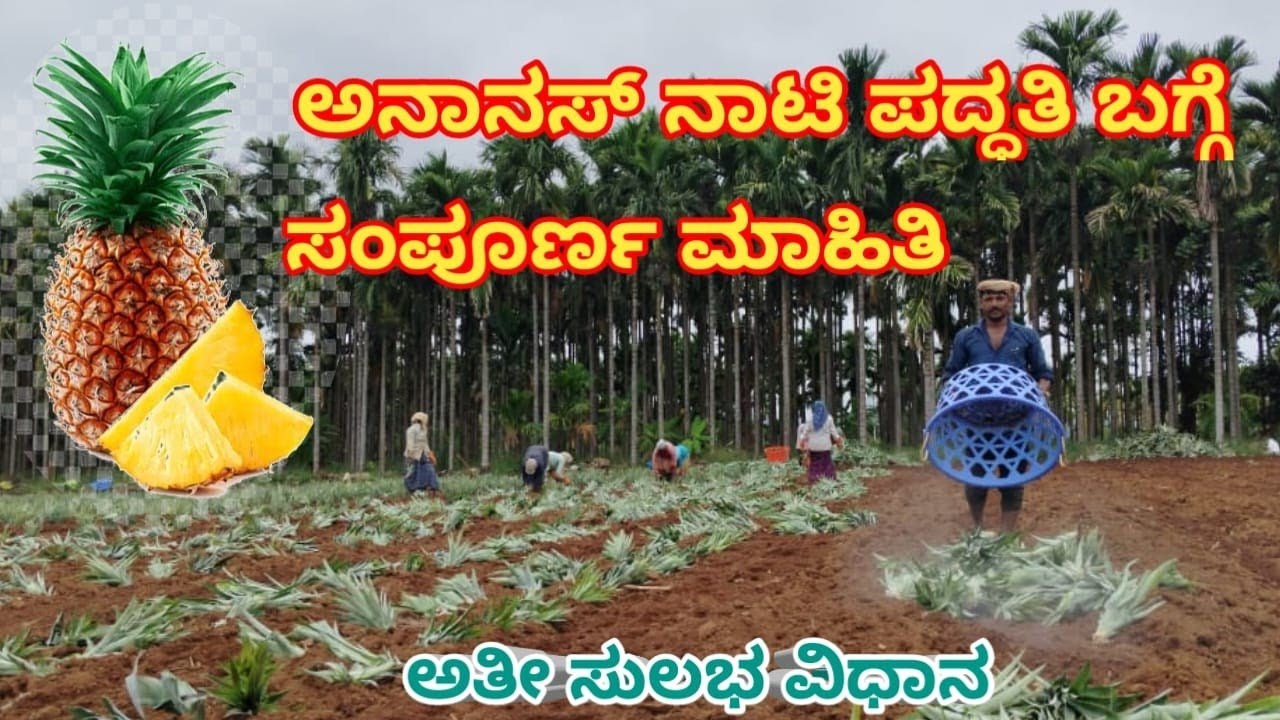 ಅನಾನಸ್ ನಾಟಿ ಹೇಗೆ ಮಾಡಬೇಕು |ಅನಾನಸ್ ನಾಟಿ ಪದ್ಧತಿ | Pineapple farming #garden #farmer #krishikalyana