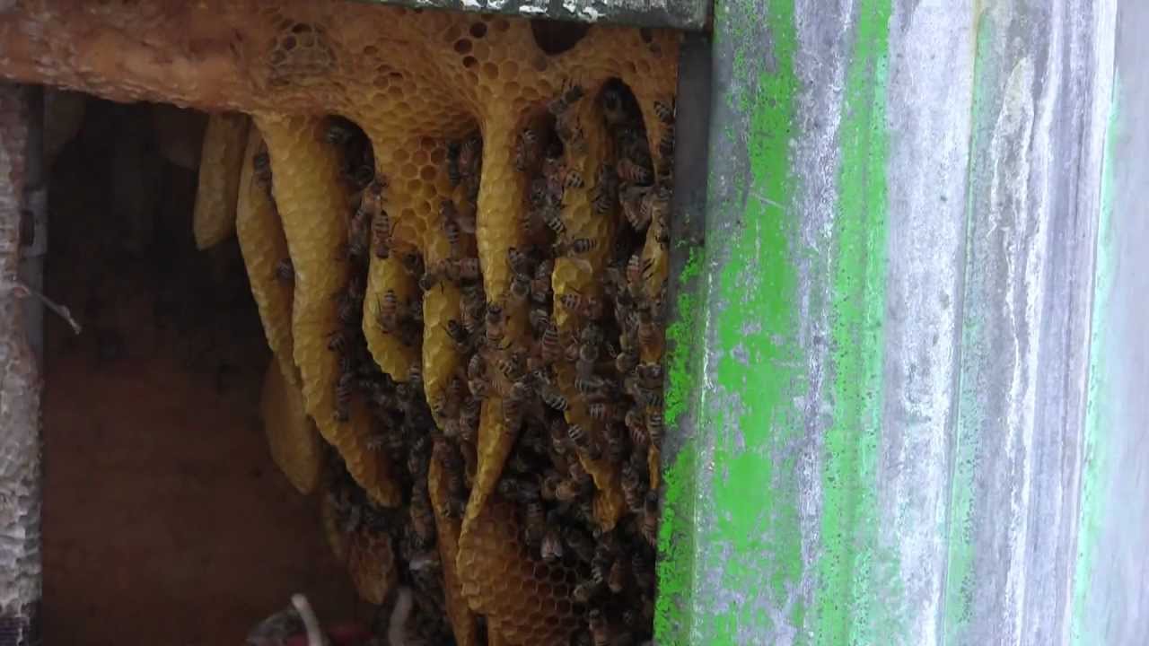 Wild Hive