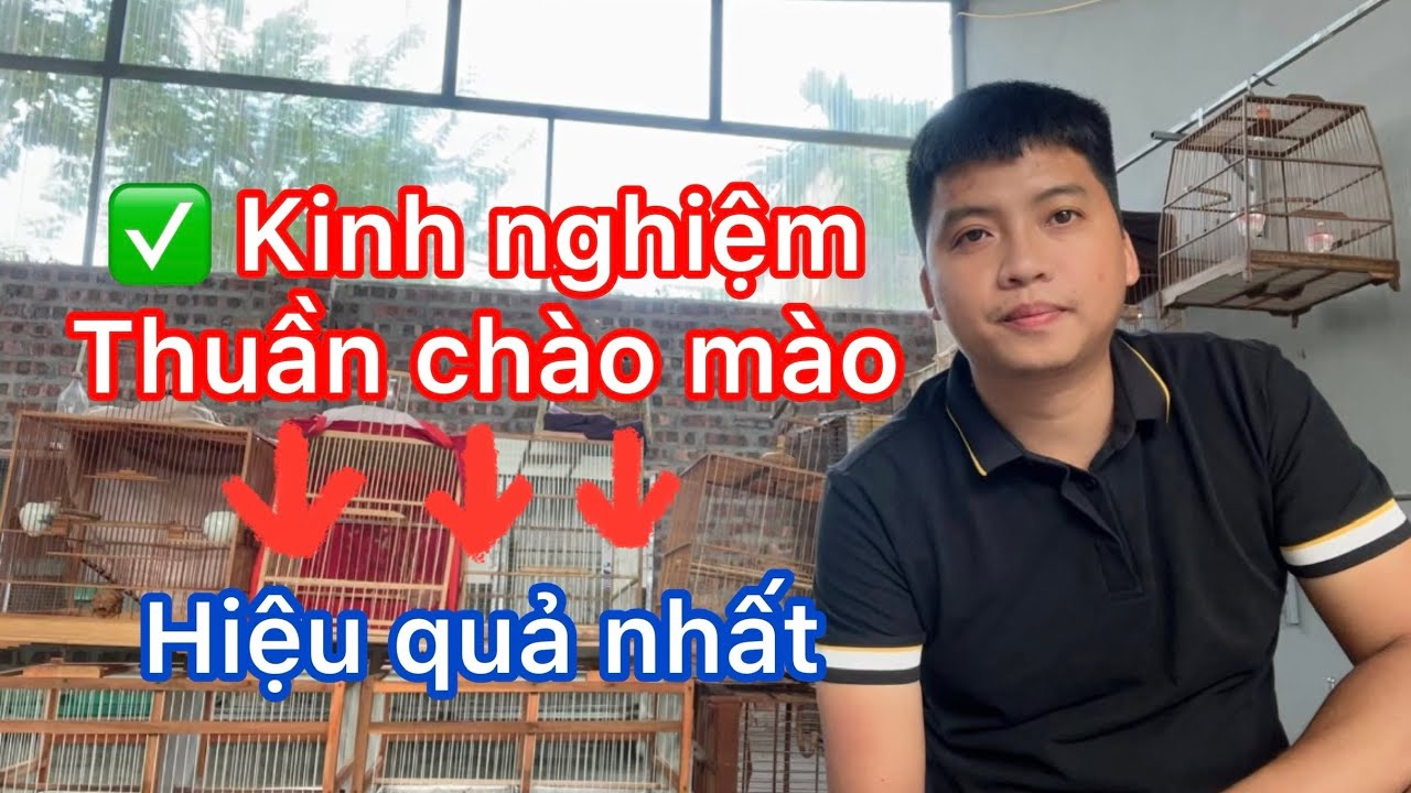 Chia sẻ kinh nghiệm thuần chào mào bổi ( mộc / mới bẫy ) . Cách thuần chim đảm bảo nhất