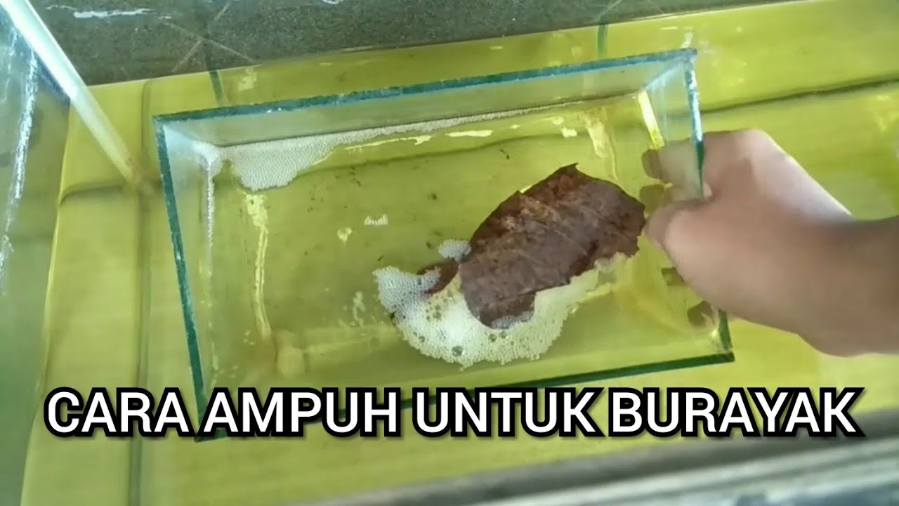 Lakukan Ini Agar Burayak Cupang Umur 4 Hari Selamat
