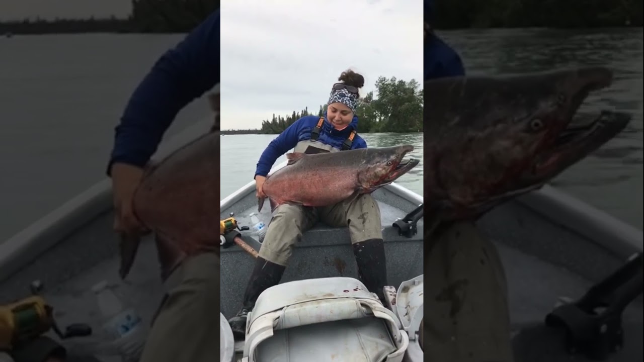 Fianc&eacute; Popped her Cherry on #40 lb King Salmon Club #alaska #kingsalmon #flashback #salmon
