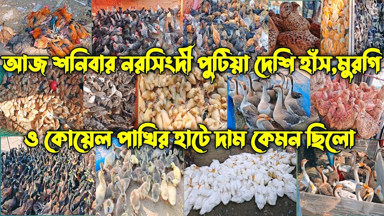 শীতে পুটিয়া হাটে উঠেছে প্রচুর দেশি হাঁস,মুরগি,কেমন ছিলো আজকের দাম