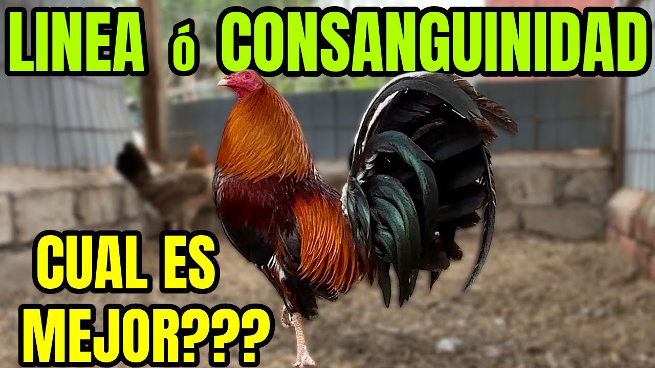 EN LINEA o CONSANGUINEO    CUAL ES MEJOR??