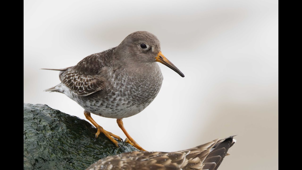 Purple Sandpiper, Ness Point, Suffolk, 7/2/26