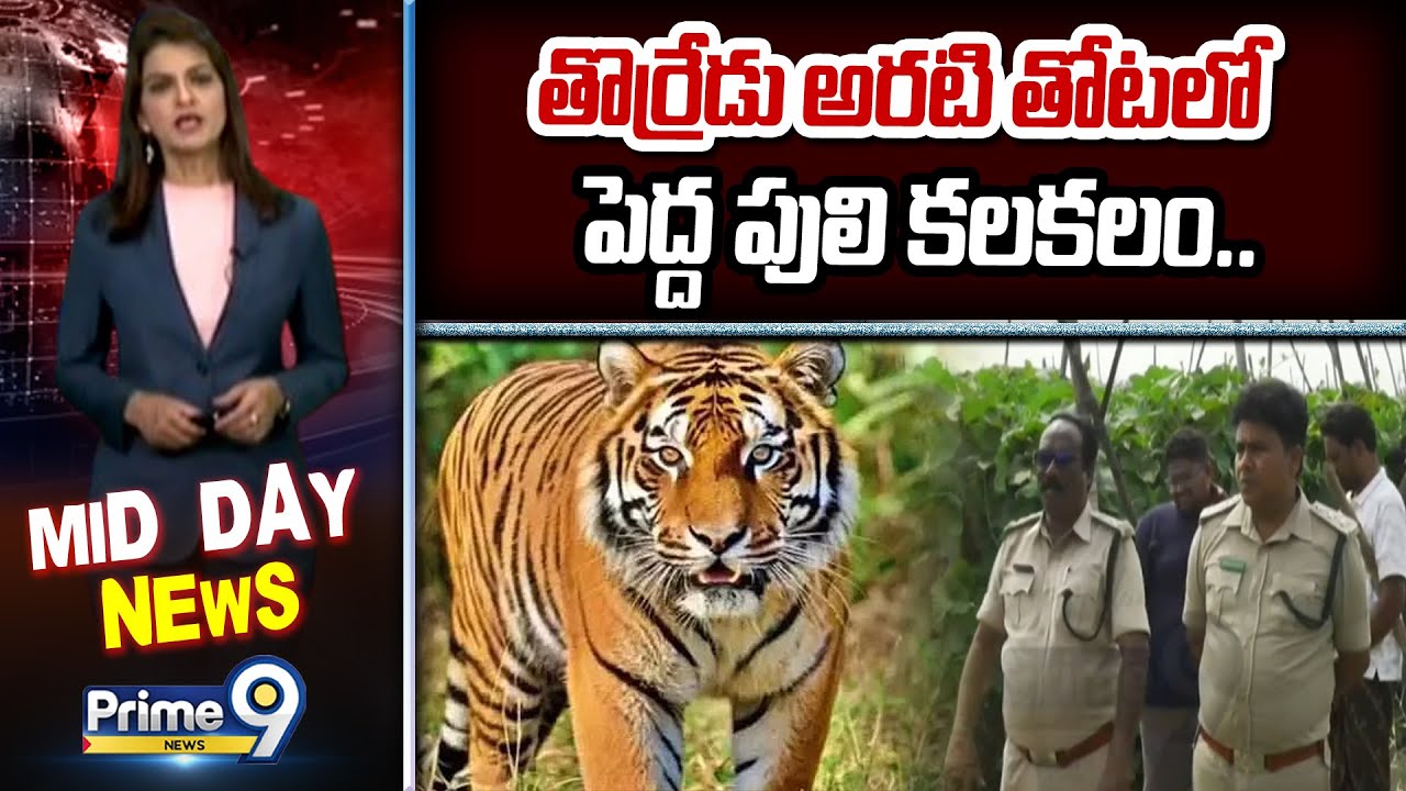 తొర్రేడు అరటి తోటలో పెద్ద పులి కలకలం.. | East Godavari | Prime9 News