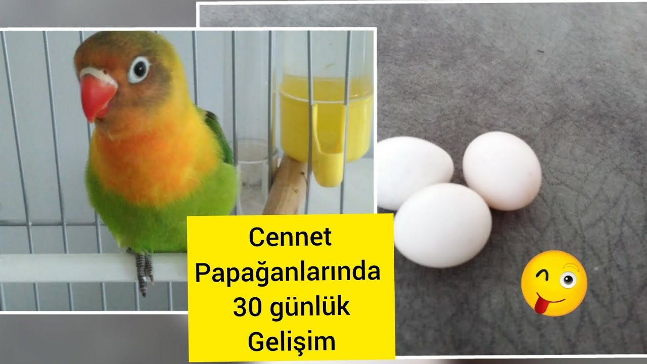 Cennet Papağanlarının 30 günlük gelişimi