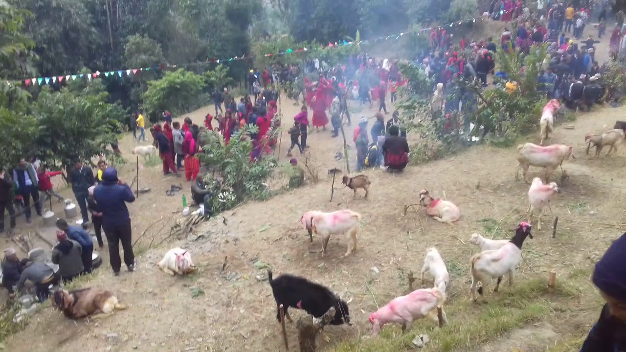 Lamsal kul puja ma big boka haru