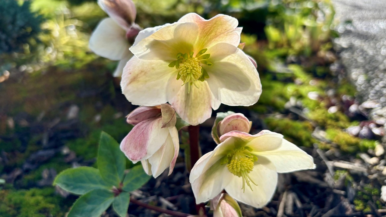 2 Years After Division For Hellebore 