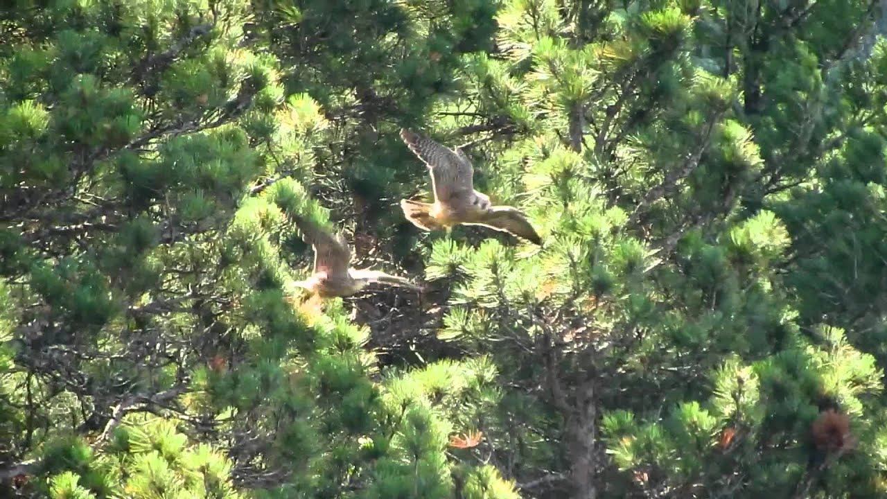 Dance of the Peregrines