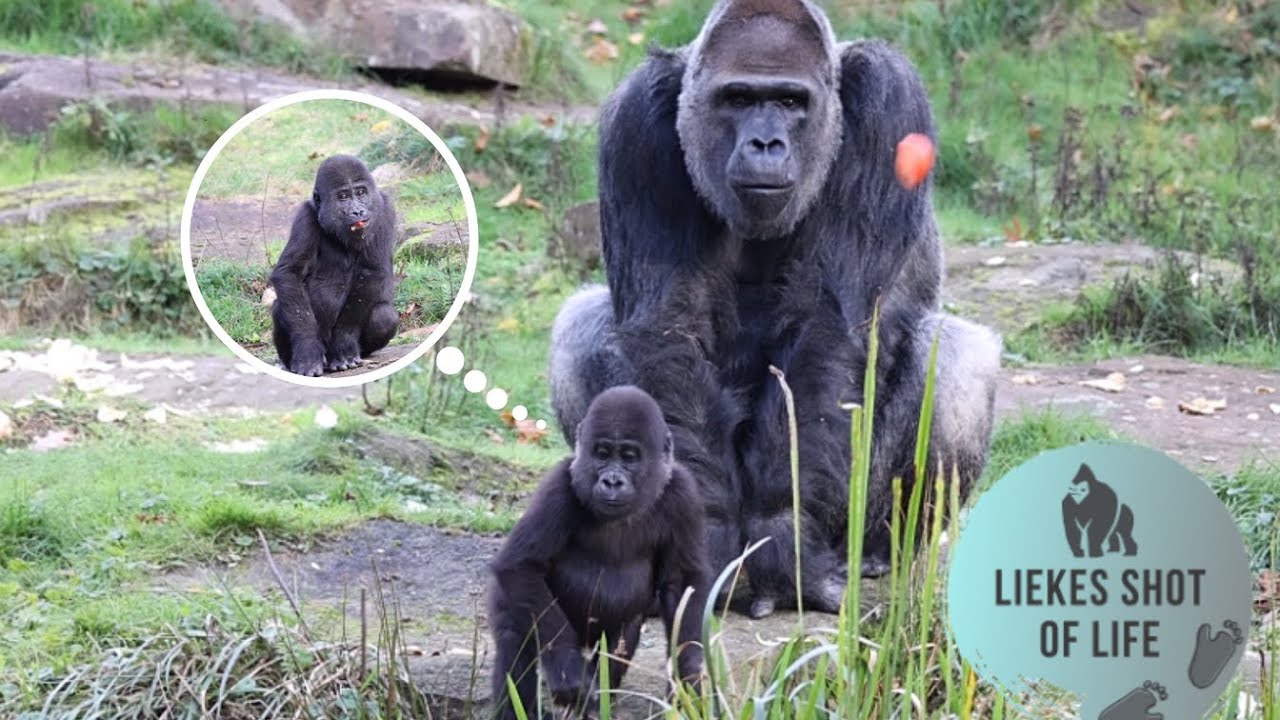 DOES THE SILVERBACK BAOBAO OR 1YR OLD SON KIANGO GET THE TOMATO?!