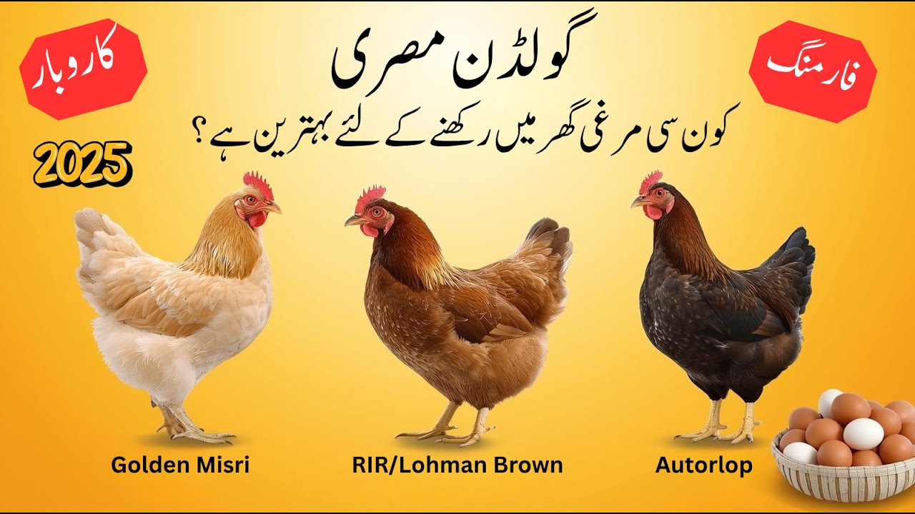 Best Egg Laying Hens in Pakistan | Golden Misri Farming in Pakistan 2025