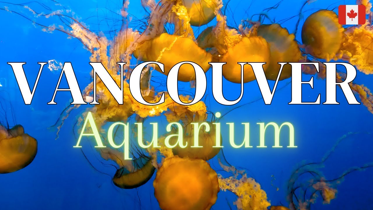Vancouver Aquarium | Meeting Fascinating Marine Life
