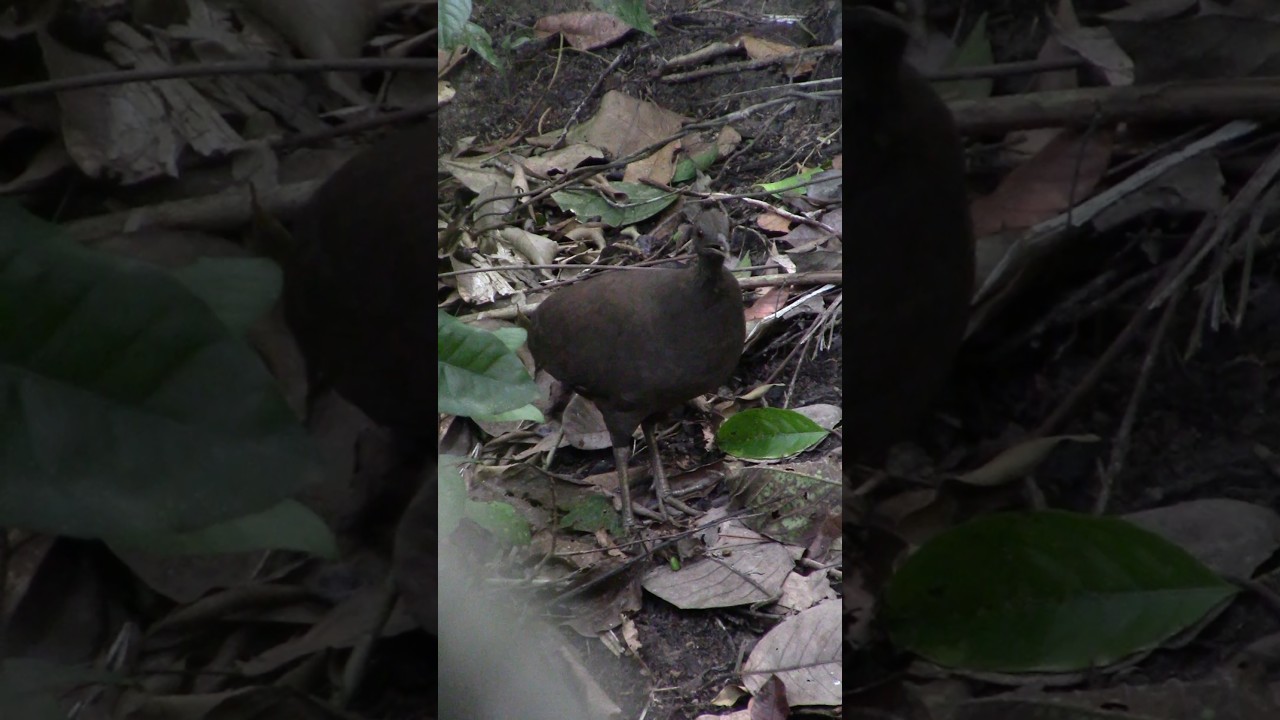 INHAMBU PRETA F&Ecirc;MEA #NaturezaSelvagem #aves #inhambupreta #derondoniaparaomundo #Crypturelluscinereu