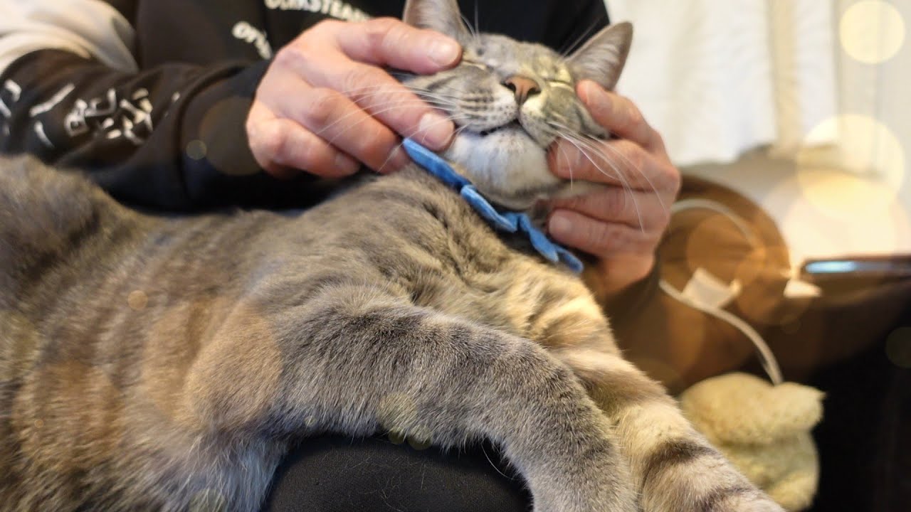 【閲覧注意】ちょっとこわい夢の話【熊次郎と虎次郎/アラフィフ夫婦と保護猫兄弟】