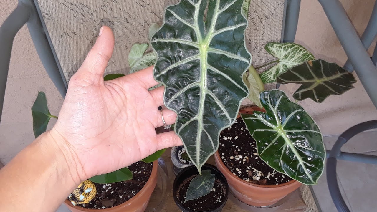 How I take care of my Poly Elephant Ear Alocasia in Florida Zone 9B
